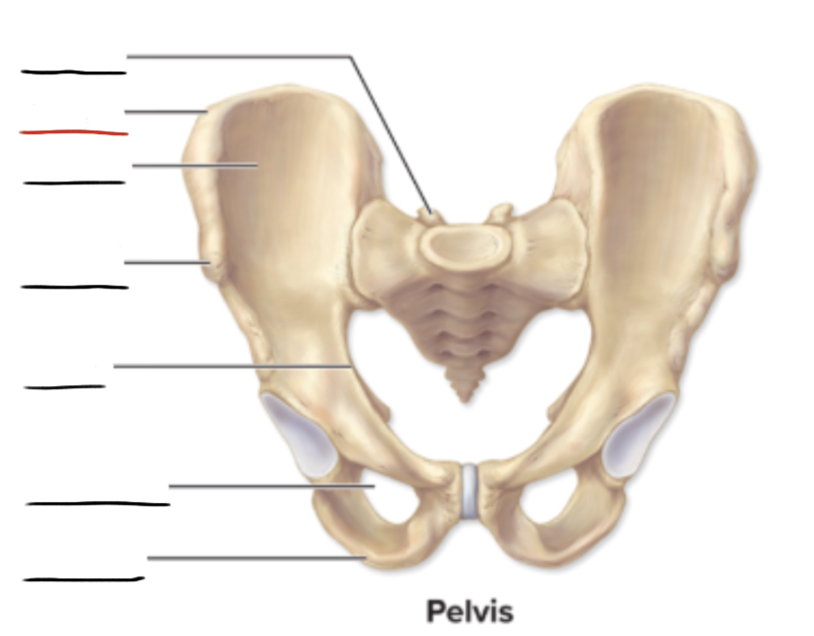<p><strong>Anatomic Term</strong></p><p>Description</p><p>(General Structure)</p>