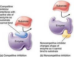 <p>differentiate between competitive and non competitive enzyme inhibitors.</p><p>(both reversible inhibitors)</p>