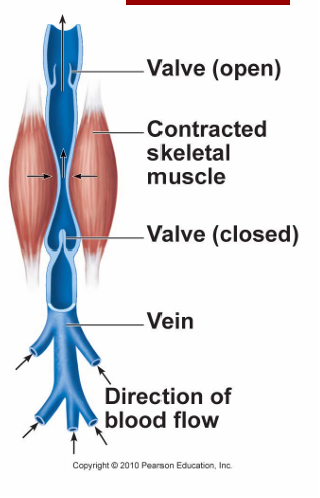 <p>They compartmentalise blood flow, prevent backflow, and help move blood in small volumes toward the heart</p>