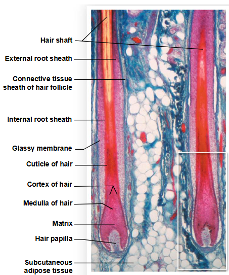 <p>Layers in the follicle </p>