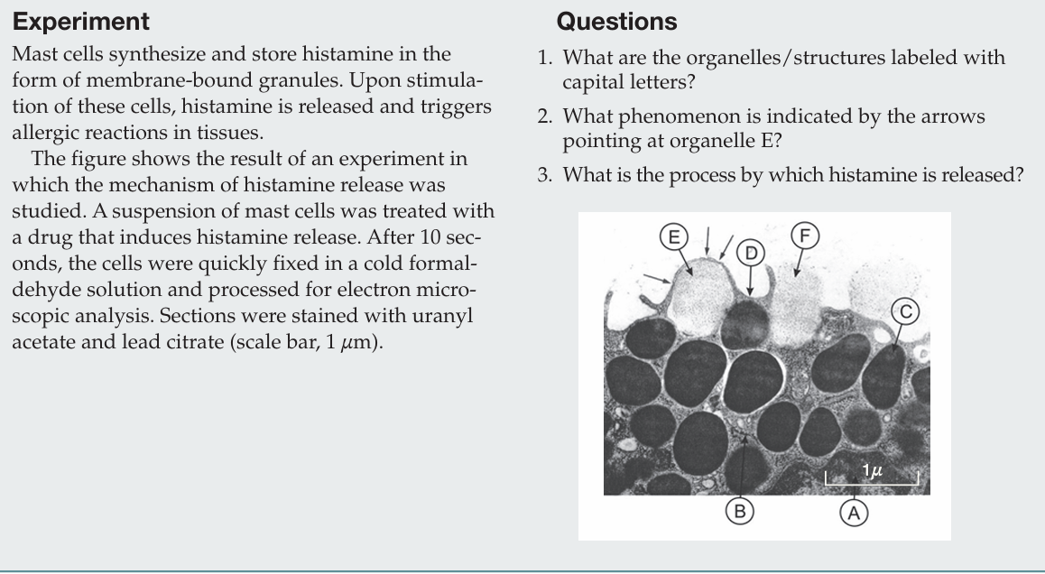 <p>What are the organelles/structures labeled with capital letters?</p>