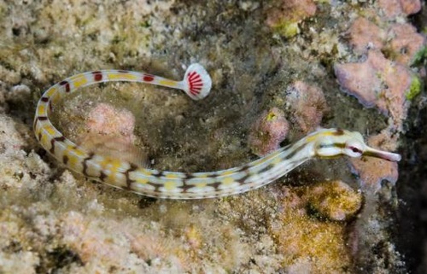 <p>Corythoichthys flavofasciatus</p>