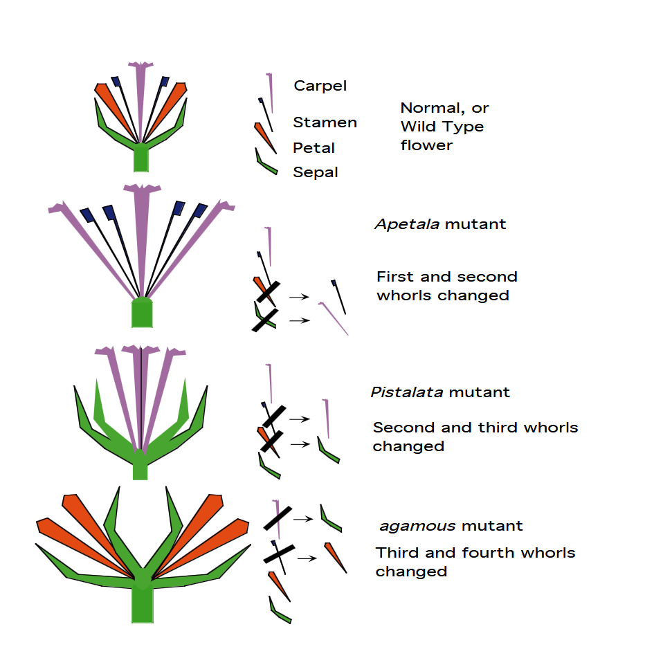 <p>WT</p><p>1st Whorl = 4 Sepals</p><p>2nd Whorl = 4 Petals</p><p>3rd Whorl = 6 Stamen</p><p>4th Whorl = 2 Carpels</p><p></p><p>Gene that must be active in order for <strong>sepals </strong>to be made: A </p><p>Genes that must be active in order for <strong>petals </strong>to be made: A and B</p><p>Genes that must be active in order for <strong>stamen </strong>to be made: B and C</p><p>Gene that must be active in order for <strong>carpels </strong>to be made: C</p>