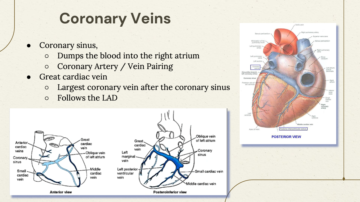 <p><span>Largest coronary vein after the coronary sinus. </span></p><p></p><p><span>Runs alongside the </span><strong>LAD (Left Anterior Descending artery)</strong><span>.  </span></p><p></p>