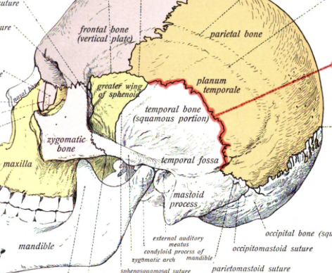 <p>what suture is the red line </p>