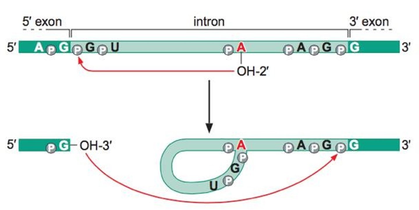 <p>A loop structure formed during the splicing process when the intron is excised.</p>