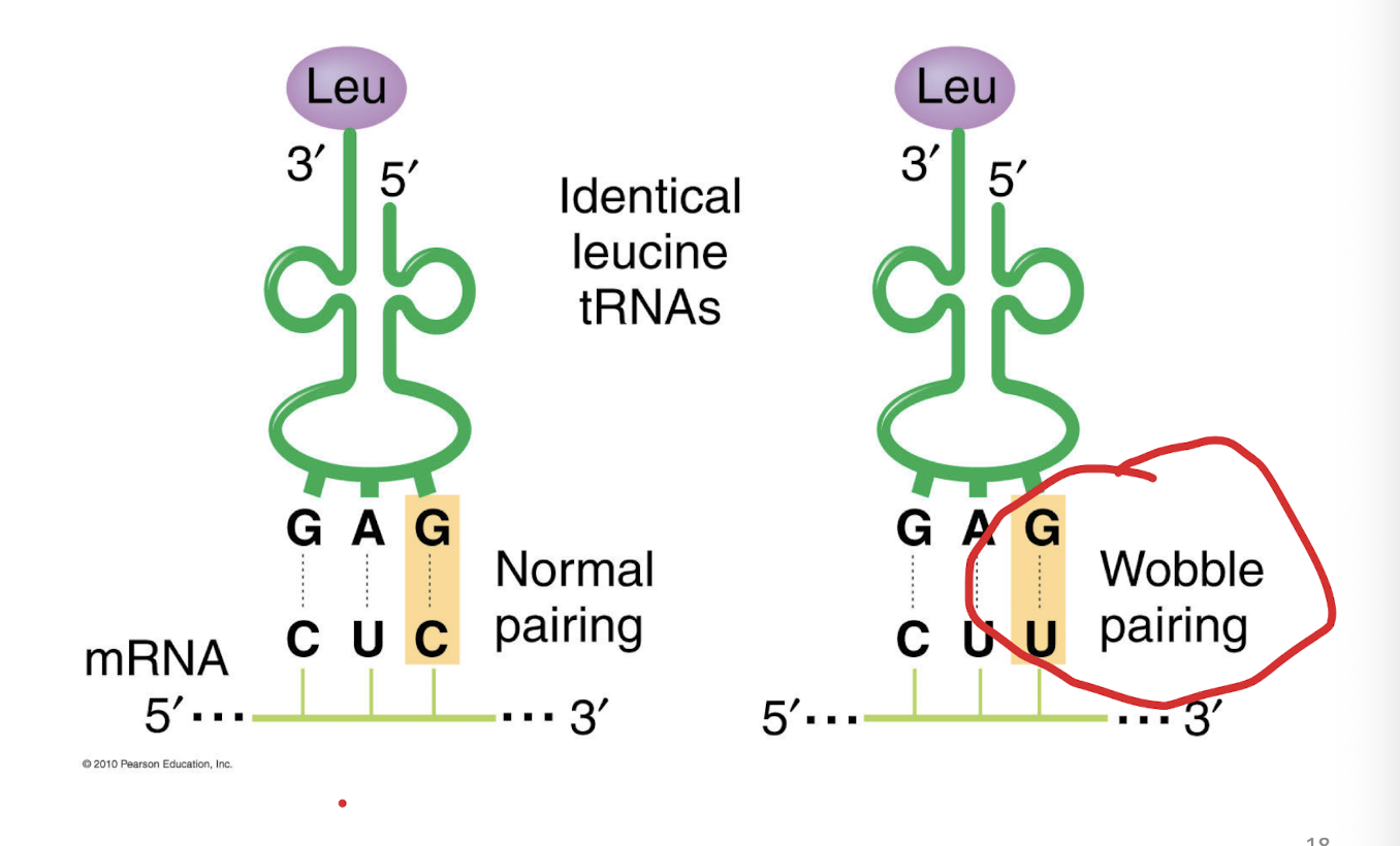 <p>the third base (3' end) of an mRNA codon and the first base (5' end) of the tRNA anticodon</p><p>Third position in the triplet, when different bases makes the same amino acid, the third ring on the codon circle </p>