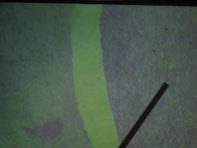 <p>Identify?</p><p>Lab Image 6-9</p>