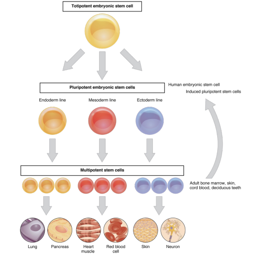 <p>Found in the inner cell mass of the blastocyst and can become any cell in the body except extra-embryonic tissues like placenta</p>