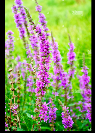 <p>flowers attached directly to the main stem without stalks.</p>
