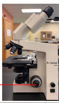 <p>name this part of the microscope and function</p>