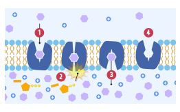 <p><strong>What is the second step in active transport by a carrier protein?</strong></p>