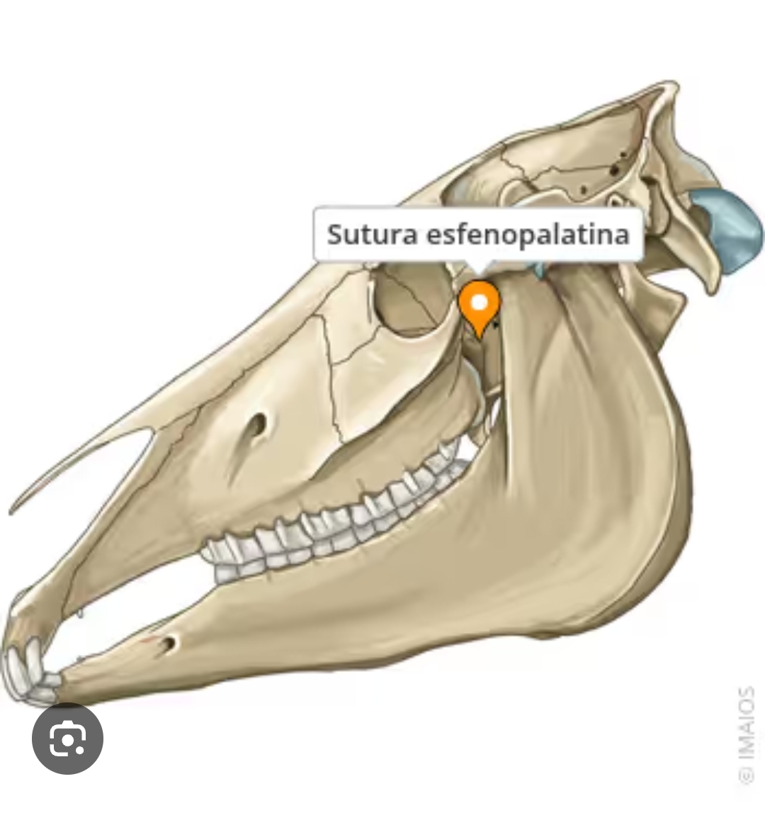 <p>sutura esfenopalatina</p>