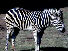 <p>A wild African horse with black and white stripes is a _____.</p>