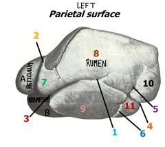 <p>3</p>