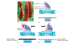<p>They are mechanoreceptors that respond to movement and position changes.</p>