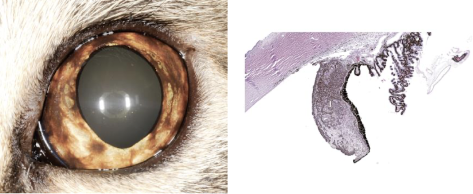 <p>diffuse iris melanoma in a cat</p>