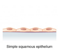 <p>Flat and thin</p>