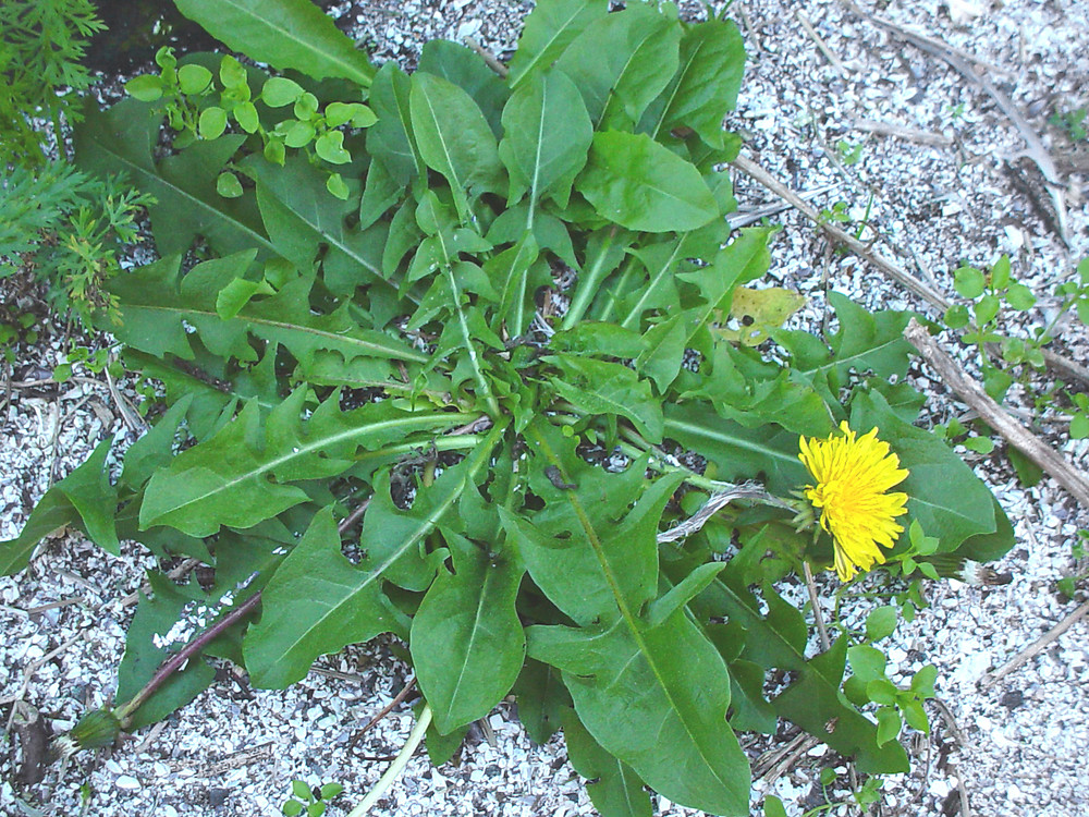 <p>A plant with a rosette of deeply lobed, toothed leaves, bright yellow flowers on single hollow stems, milky sap, and round white seed heads.</p>
