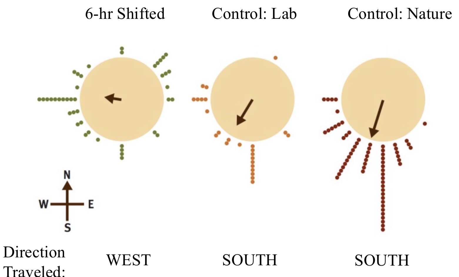 <p>Perez et al. 1997</p><p>Monarchs were allowed to remain outside, remained inside for a period of time with a simulated sun cycle matching outdoors, or remained inside for a period of time with a sun cycle moved later by 6 hours</p><p>The sun’s location in the sky indicates direction differently based on time of day</p><p>Monarchs exposed to later sun cycle flew in a different direction</p><p>→ Monarchs use a time-compensated sun compass to navigate</p>