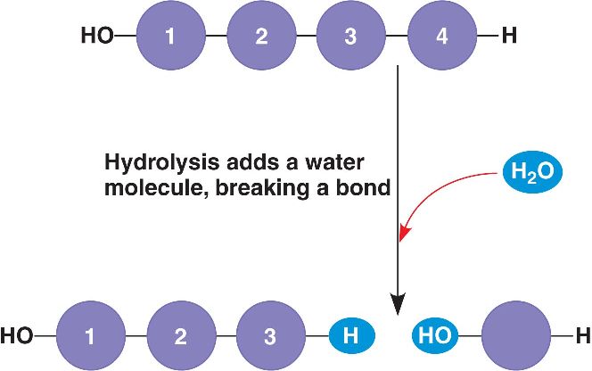 <p>The scission of susceptible functional groups by aqueous attack</p>