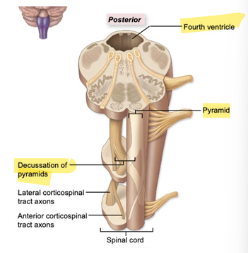 <p>bilateral ridges on the anterior side, motor axons, most of the axons decussate (cross over to opposite side)</p>