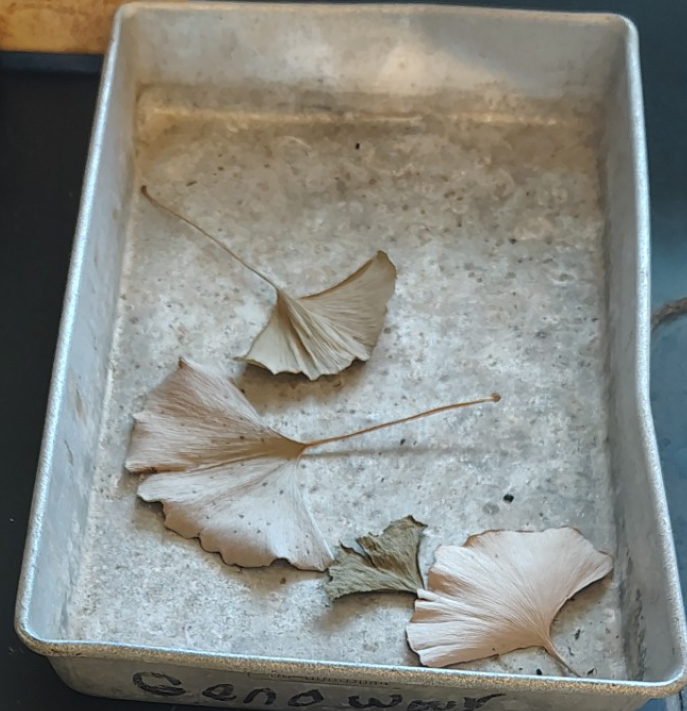 <p> Gymnosperms </p><ol><li><p>Name the phylum</p></li></ol><p></p>