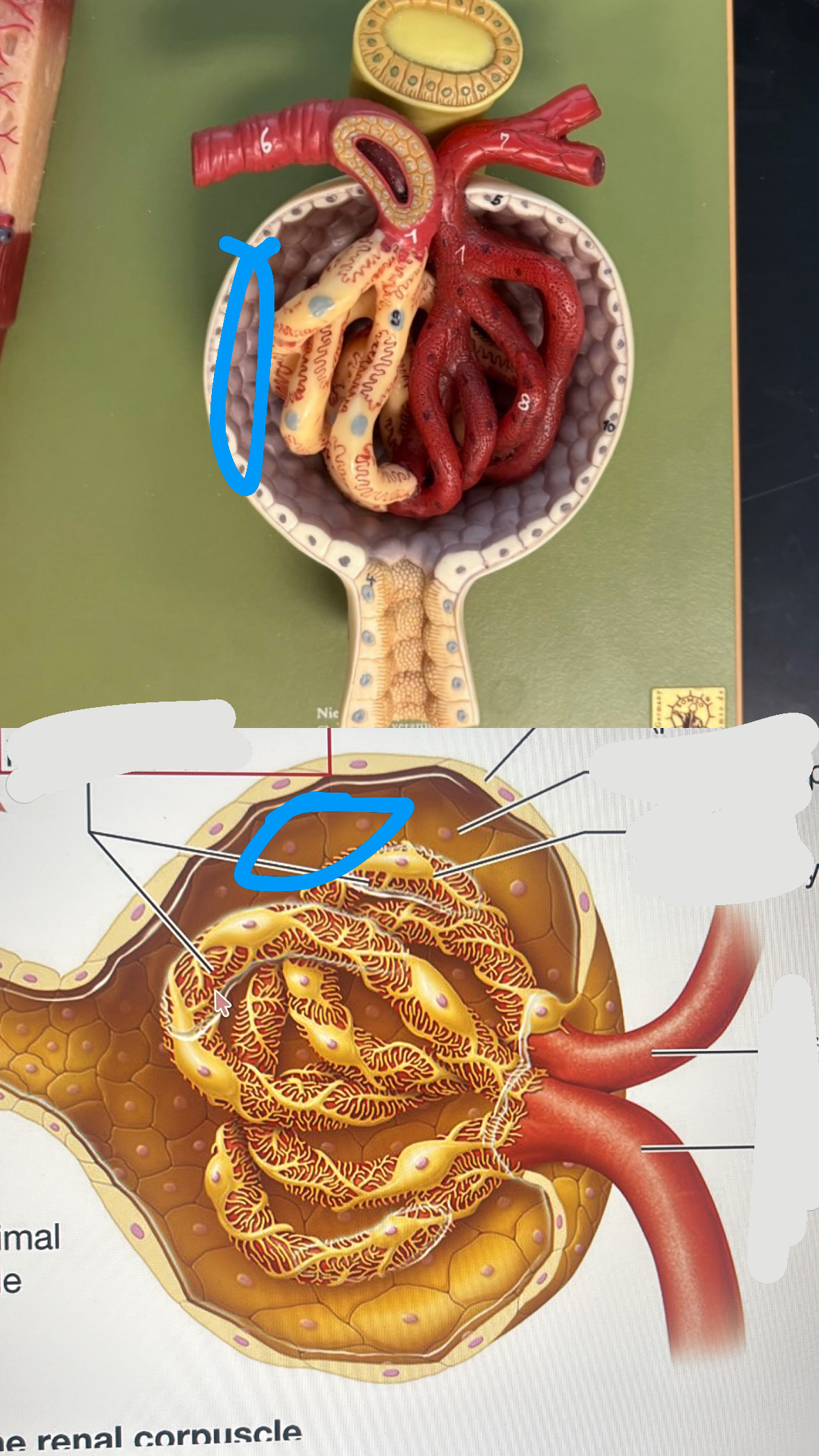 <p>visceral layer or glomerular capsule</p>