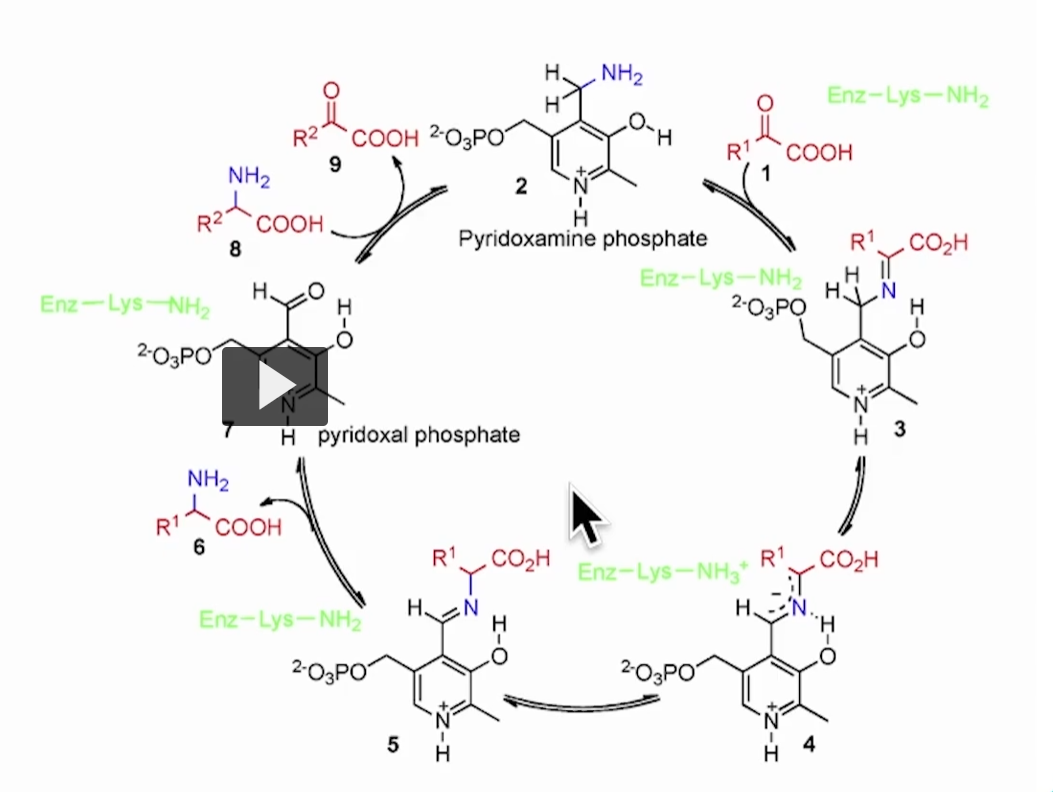 <p>What this slide is showing (in plain terms)</p><p>This is a <strong>specific example of transamination</strong>—the process where one molecule <strong>hands off an amino group (–NH₂)</strong> to another.</p><div data-type="horizontalRule"><hr></div><p>The reaction</p><p><strong>Aspartate + α-ketoglutarate ⇄ Oxaloacetate + Glutamate</strong></p><p>Read it like a swap:</p><ul><li><p><strong>Aspartate loses NH₂ → becomes oxaloacetate</strong></p></li><li><p><strong>α-ketoglutarate gains NH₂ → becomes glutamate</strong></p></li></ul><div data-type="horizontalRule"><hr></div><p>Step-by-step logic</p><ol><li><p><strong>Aspartate (amino acid)</strong> has a nitrogen</p></li><li><p>It <strong>donates that nitrogen</strong></p></li><li><p><strong>α-ketoglutarate accepts it</strong></p></li><li><p>Products form:</p><ul><li><p><strong>Oxaloacetate</strong> (no nitrogen now)</p></li><li><p><strong>Glutamate</strong> (now carrying nitrogen)</p></li></ul></li></ol><div data-type="horizontalRule"><hr></div><p>The enzyme</p><p><strong>Glutamate–oxaloacetate transaminase (GOT)</strong><br>Also called: <strong>AST (Aspartate Aminotransferase)</strong></p><div data-type="horizontalRule"><hr></div><p>Why this reaction matters </p><p>1. Safely moves nitrogen</p><ul><li><p>No free ammonia yet (important because NH₃ is toxic)</p></li><li><p>Nitrogen is stored in <strong>glutamate</strong></p></li></ul><p>Think: <em>glutamate = nitrogen shuttle</em></p><div data-type="horizontalRule"><hr></div><p>2. Connects to the urea cycle</p><ul><li><p><strong>Aspartate is one of the nitrogen sources for urea</strong></p></li><li><p>This reaction helps route nitrogen into disposal pathways</p></li></ul><div data-type="horizontalRule"><hr></div><p>3. Feeds energy metabolism</p><ul><li><p><strong>Oxaloacetate</strong> goes into:</p><ul><li><p><strong>TCA cycle (Krebs cycle)</strong> → ATP</p></li><li><p><strong>Gluconeogenesis</strong> → glucose</p></li></ul></li></ul><p>So:</p><ul><li><p>Nitrogen → disposal (urea cycle)</p></li><li><p>Carbon → energy</p></li></ul><div data-type="horizontalRule"><hr></div><p>High-yield connections</p><ul><li><p>One of the two major transaminases:</p><ul><li><p><strong>AST</strong> (this reaction)</p></li><li><p><strong>ALT</strong> (alanine <span data-name="left_right_arrow" data-type="emoji">↔</span> pyruvate)</p></li></ul></li><li><p>Clinically:</p><ul><li><p>↑ AST = <strong>liver damage or muscle injury</strong></p></li></ul></li></ul><div data-type="horizontalRule"><hr></div><p>Simple way to remember</p><p><span data-name="point_right" data-type="emoji">👉</span> <strong>“Aspartate → Oxaloacetate (loses NH₂)”</strong><br><span data-name="point_right" data-type="emoji">👉</span> <strong>“α-ketoglutarate → Glutamate (gains NH₂)”</strong></p><div data-type="horizontalRule"><hr></div><p>Big picture takeaway</p><p>This reaction is part of a larger strategy:</p><p><strong>Collect nitrogen onto glutamate → later release it → convert to urea</strong></p>