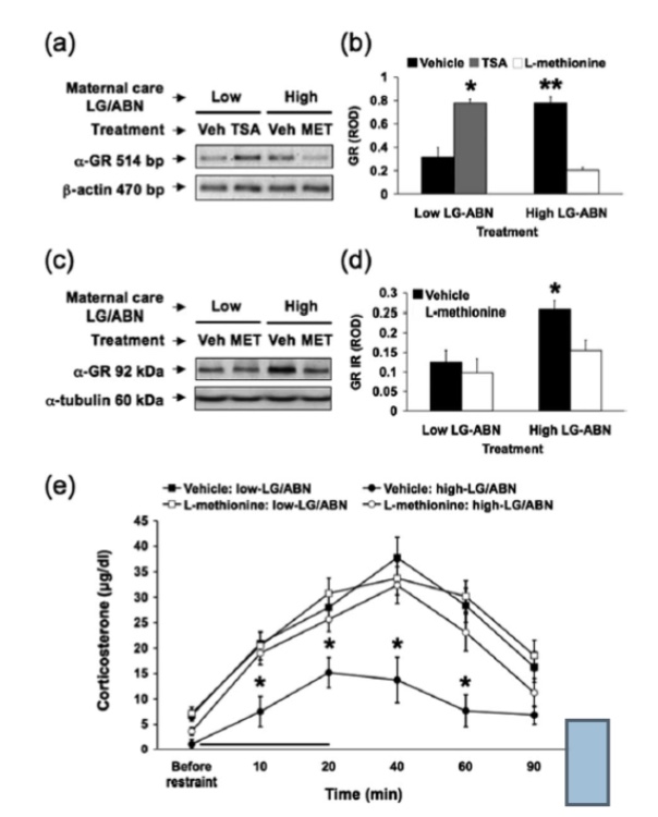 <ul><li><p><strong>Panels a & b</strong> show that after methionine treatment, offspring of attentive mothers produced <em>less</em> mRNA from the glucocorticoid receptor (GR) gene — meaning the gene was being read less often.</p></li><li><p><strong>Panels c & d</strong> confirm that actual GR <em>protein</em> levels also dropped — the attentive-mother offspring now looked biochemically like neglected-mother offspring.</p></li><li><p><strong>Panel e</strong> shows the real-world consequence: when stressed, the methionine-treated attentive-mother rats now pumped out <em>much more</em> corticosterone (the rat stress hormone), just like neglected-mother rats normally do. Their biological "calm down" feedback system had been weakened.</p></li></ul><p></p>