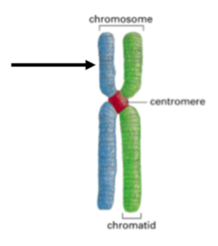 <p>T/F: The picture of chromosome below shows the P arm of the chromosome</p>