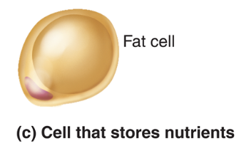 <p>Fill in the blanks: Cellular Diversity</p><ul><li><p><span style="background-color: transparent;">Cells that <strong>store nutrients</strong></span></p><ul><li><p><span style="background-color: transparent;"><strong>___ ___</strong>—shape is produced by large fat droplet in its cytoplasm</span></p><ul><li><p><span style="background-color: transparent;">Identifiable by presence of one nuclei per cell</span></p></li></ul></li></ul></li><li><p><span style="background-color: transparent;">Cells that <strong>fight disease</strong></span></p><ul><li><p><span style="background-color: transparent;"><strong>___</strong>—moves through tissue to reach infection sites</span></p><ul><li><p><span style="background-color: transparent;">FYI: can squeeze through epithealial tissue and take up residence elsewhere</span></p></li></ul></li></ul></li><li><p><span style="background-color: transparent;">Cells that <strong>gather information</strong></span></p><ul><li><p><span style="background-color: transparent;"><strong>___</strong>—has long processes for receiving and transmitting messages</span></p></li></ul></li><li><p><span style="background-color: transparent;">Cells of <strong>reproduction</strong></span></p><ul><li><p><span style="background-color: transparent;"><strong>___</strong> (male)—possesses long tail for swimming to the egg for fertilization [and to burrow into egg]</span></p></li></ul></li></ul><p></p>