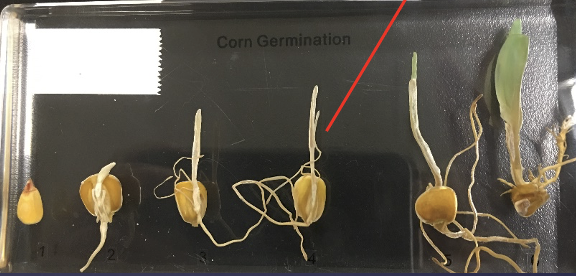 <p>Has one cotyledon (corn)</p><p>The arrow is pointing to the cotyledon (embryonic leaf), which is a food source for the embryo</p>