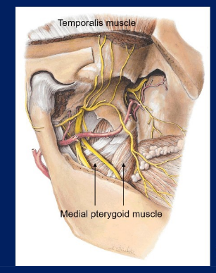 <p>-lower part of the medial pterygoid </p><p>-lower part of the lateral pterygoid </p><p>-lower part of the temporalis msucle </p>