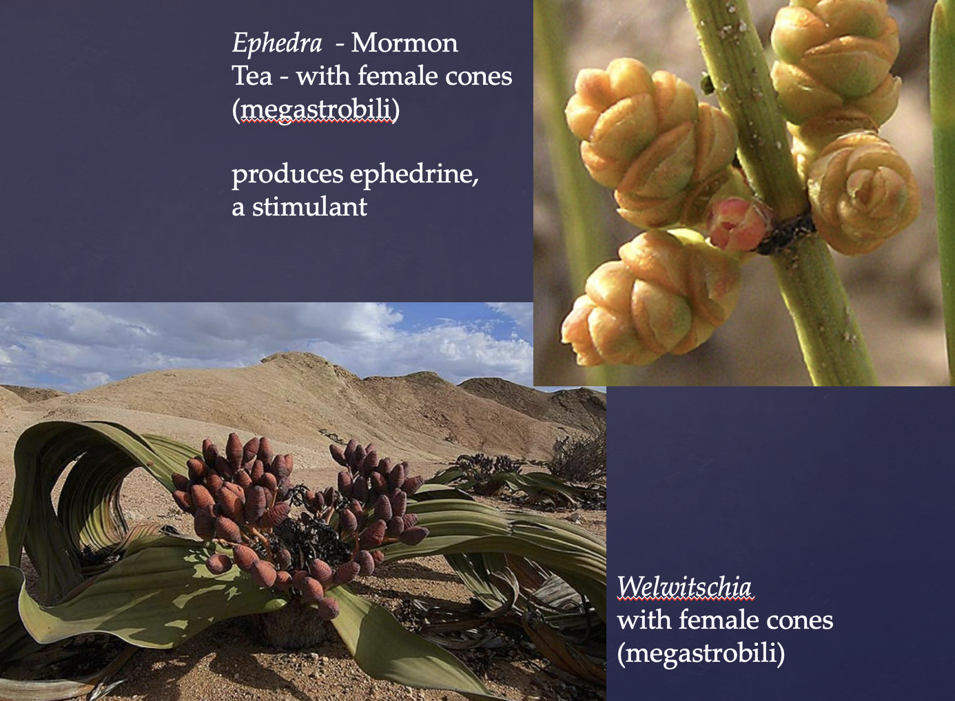 <p>One of the four phyla of gymnosperm</p><p>In lab, we observed the <strong>Welwitschia</strong> and <strong>Mormon</strong> <strong>Tea </strong>(big leave with pines in desert)</p><p>The Mormon Tea is also called <strong>Ephedra</strong>, which produces ephedrine </p>
