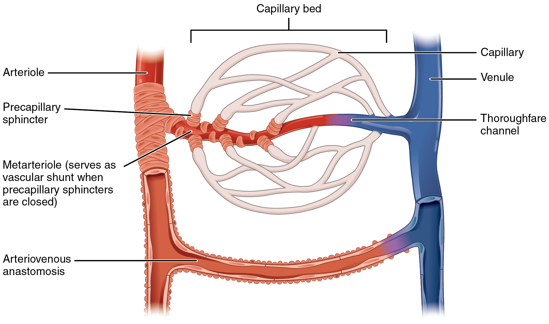 <p>Capillary Beds</p>