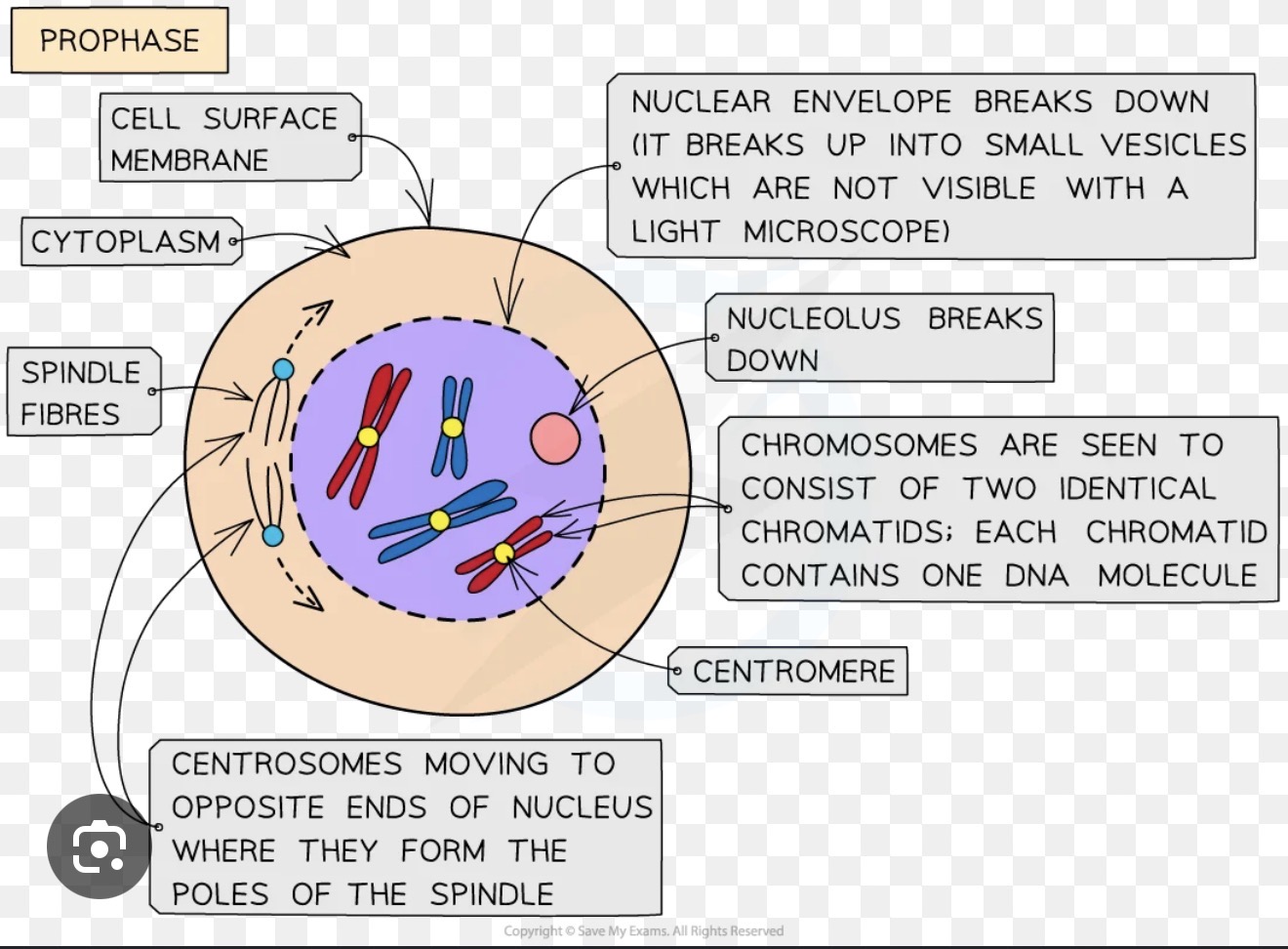 <p><strong>Prophase</strong> — chromosomes condense and become visible when stained under the light microscope. The nuclear envelope breaks down. Spindle fibres begin to form from centrioles (in animal cells). 2 Centrioles start moving to opposite poles of the cell (help in the formation of spindle)</p>