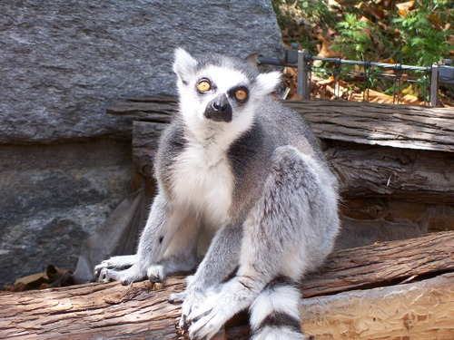 <p></p><ul><li><p>wet nose &amp; split upper lip (high reliance on smell)</p></li><li><p>grooming claw</p></li><li><p>tapetum lucidum</p></li></ul><p></p>