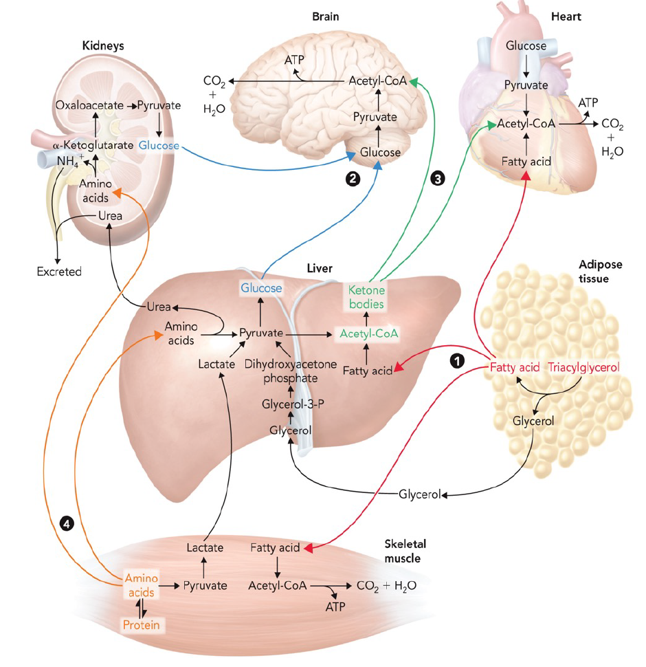<ul><li><p>once glycogen stores are depleted, adipose and skeletal muscle are the primary sources of metabolic fuel during starvation </p></li><li><p>fatty acids released from TAG hydrolysis in adipose tissue are transported to skeletal muscle and the heart by serum album protein </p></li><li><p>fatty acids are used to generate acetyl-CoA for the citrate cycle and OXPHOS</p></li><li><p>acetyl-CoA produced from fatty acids in the liver is used for the production of ketone bodies, which are an important energy source for the heart and the brain during starvation </p></li><li><p>amino acids derived from protein degradation in skeletal muscle provide necessary carbon to make pyruvate or alpha-ketoglutarate (catabolism of skeletal muscle is delayed as long as possible)</p></li><li><p>alpha-ketoglutarate is used in the citrate cycle to make oxaloacetate which is then used in gluconeogenesis to make glucose </p></li></ul><p></p>