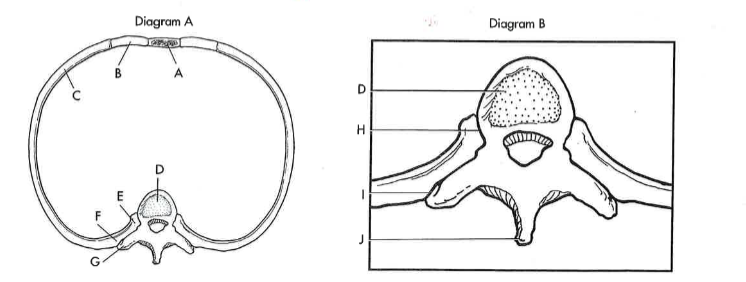 <p>head of the rib</p>