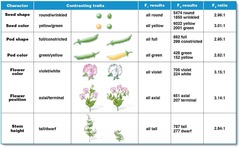 <p>The F1 generation was all tall plants, while the F2 generation showed a 3:1 ratio of tall to dwarf plants.</p>