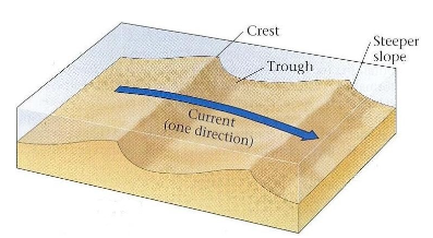 <p><span>The figure above is a representation of which of the following </span><strong>sedimentary structures</strong><span>?</span></p>