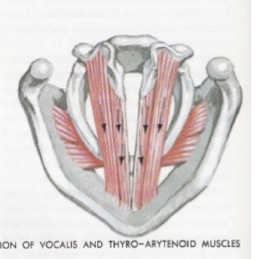 <p>Thyroarytenoid Muscle (TA) Action</p>