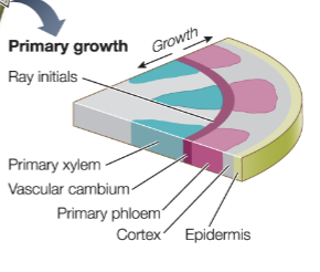 <ul><li><p>Vascular Cambium</p></li><li><p>Separating into Xylem and Phloem </p></li></ul><p></p>