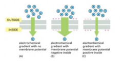 <p>Difference between the measured membrane potential and the ion's calculated equilibrium potential</p>