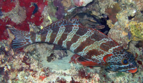 <p>FISHES (Class Actinopterygii)</p>