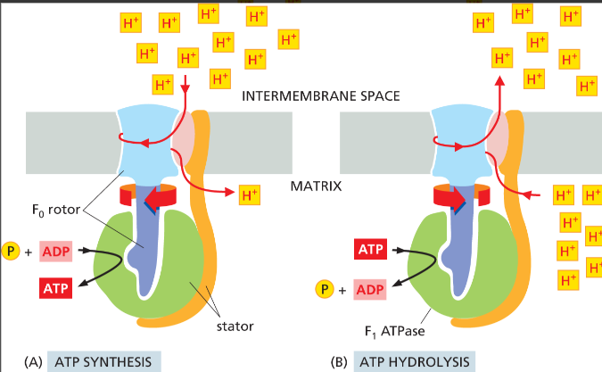 <p>Yes, it can hydrolyze ATP to pump protons against the gradient if the proton gradient is too low.</p>