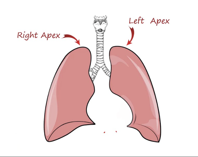 <p>Superior pointed portion extending above the clavicle.</p>