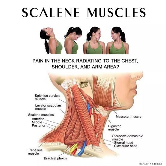 <p>Scalenes <strong>Origin</strong></p>