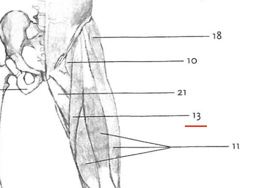 <p class="text-xs font-medium text-slate-500 mb-2">Skräddarmuskeln</p>